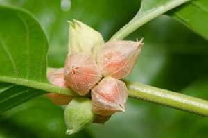 ashwagandha fruits